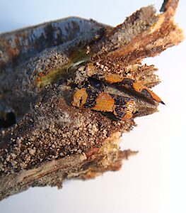 Castiarina recta, dead non-emerged adult, in Eutaxia microphylla (PJL 3552) root crown, EP, photo by A.M.P. Stolarski